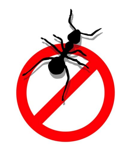 Kitchen Ants Pest Control